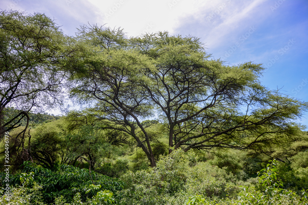 Landscape in Manyara National Park