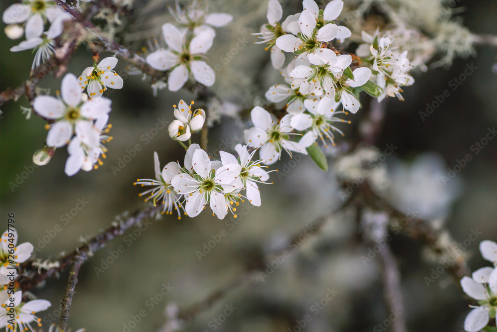 Hawthorn white flowers close up Hawthorn white flowers close up