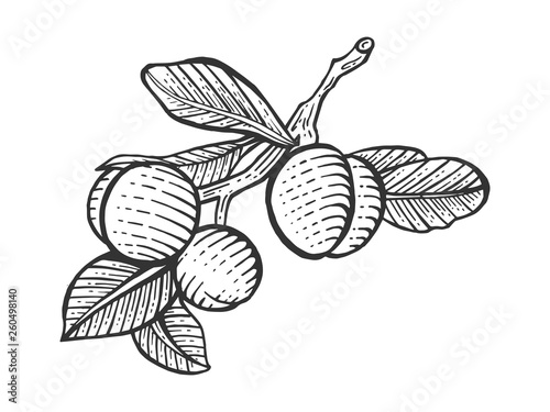 Plum fruit plant tree branch sketch engraving vector illustration. Scratch board style imitation. Hand drawn image.