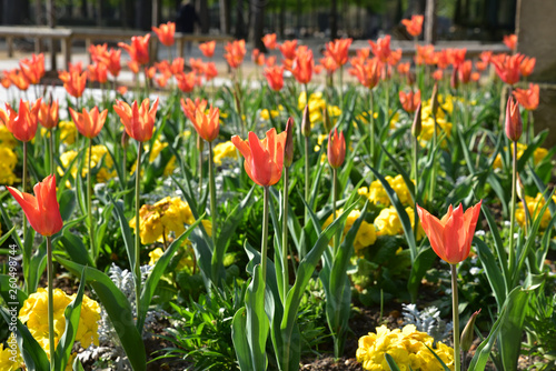 Tulipes rouges au printemps