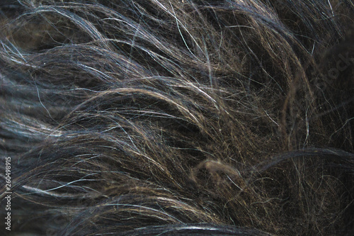 Wool black terrier close-up