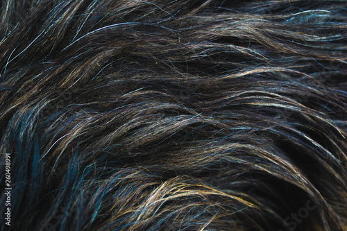 Wool animal in macro