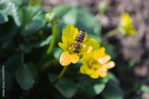 The bee collects nyctar from one yellow flower in spring