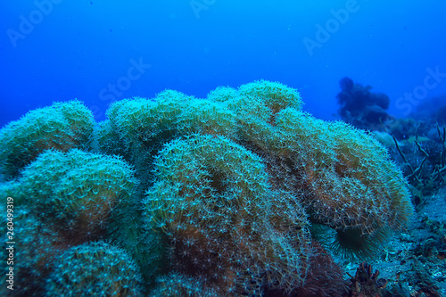 Fototapeta Naklejka Na Ścianę i Meble -  coral reef macro / texture, abstract marine ecosystem background on a coral reef