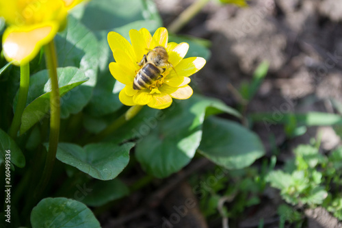Yellow flower on which the bee climbs