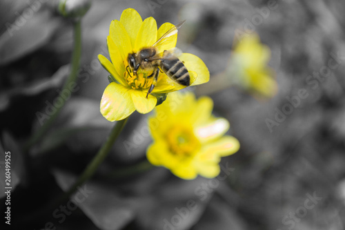 A bee on a yellow flower with gray leaves collects niktar photo