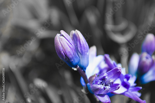 Violet flower close up on a black and white background