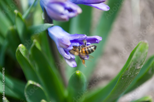 Taking pictures of a dog that climbs into a flower close up