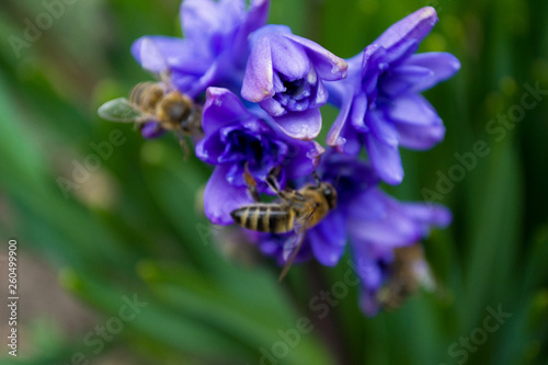 Lilac flowers Two bees collecting niktar climb on