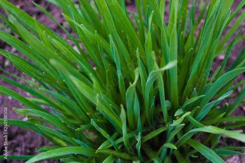 Grass growing out of the ground in spring