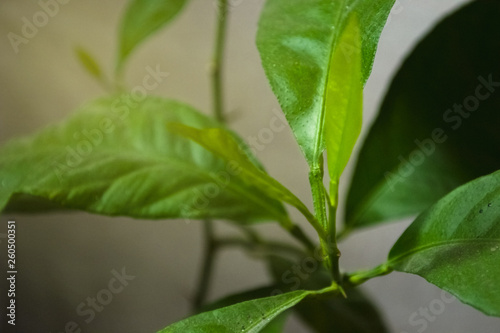 Lemon young leaves close up