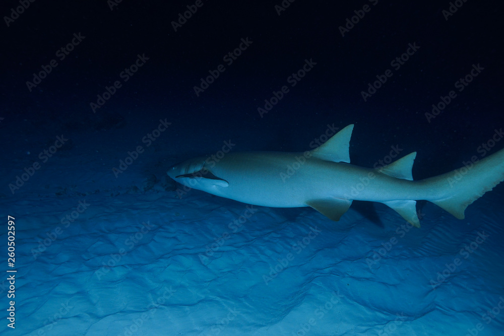 Fototapeta premium Diving the Maldives