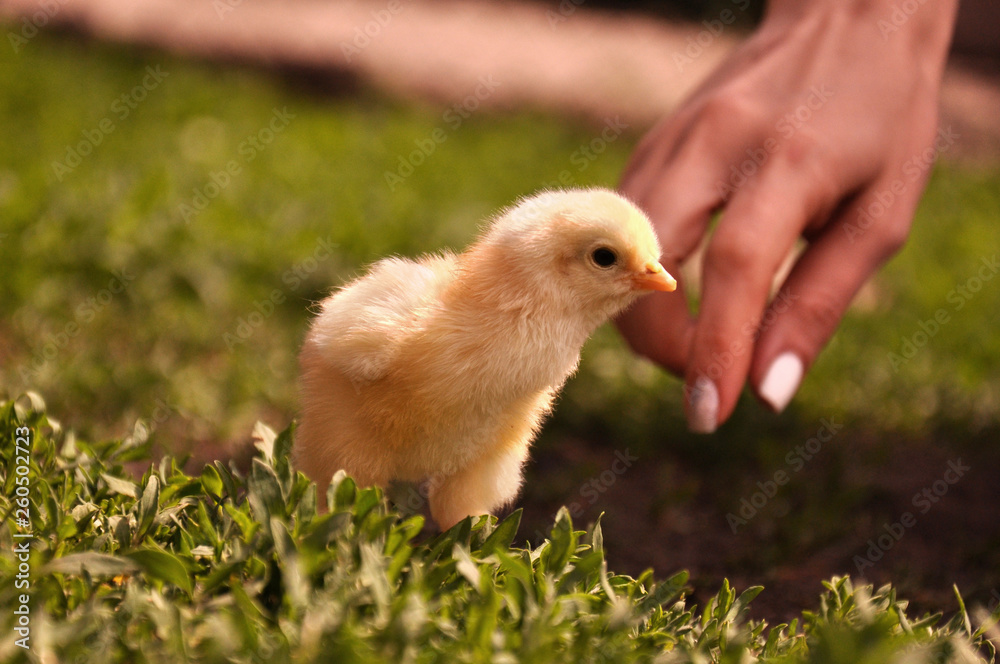 Fototapeta premium A little yellow chicken walks in the green grass in summer. Chicken running around the garden on the farm