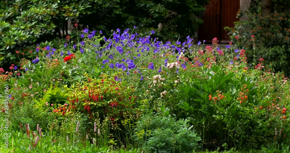 flowers in the garden flowers in the garden