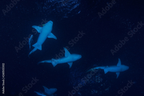 Diving the Maldives