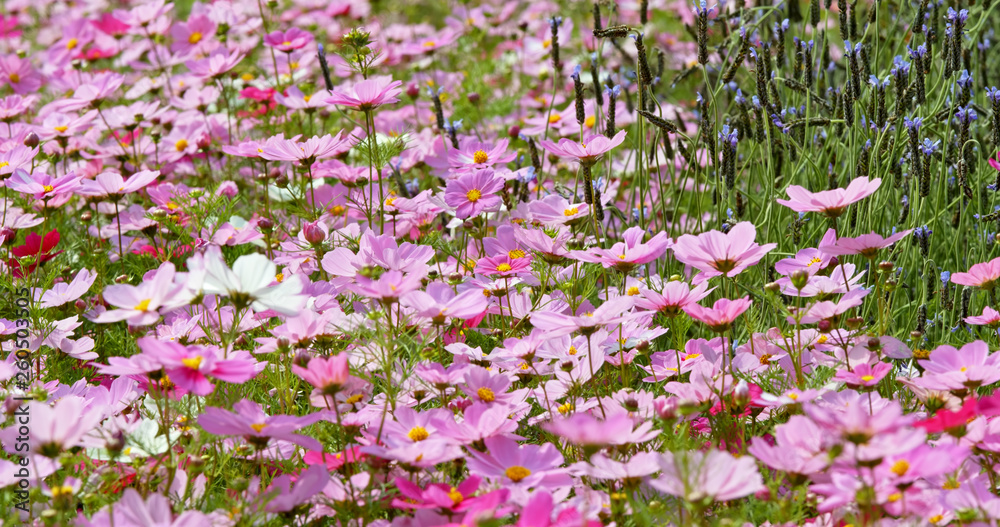 Naklejka premium Cosmos flowers in the garden