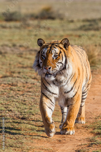 Male tiger walking in Tiger Canyons Game Reserve in South Africa
