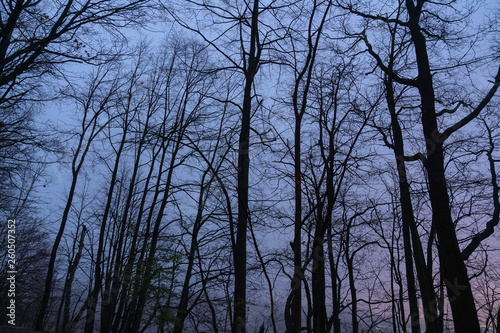 Silhouettes of trees in the night park