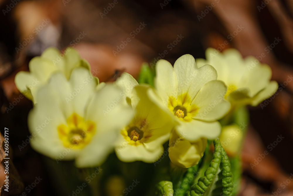 Yellow common primrose flowers in spring Yellow common primrose flowers in spring