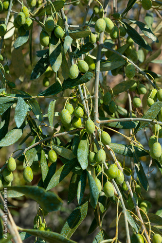 olive tree with green olives, Liguria, Italy