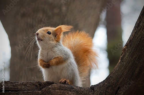 Red squirrel on a tree branch in the wild.