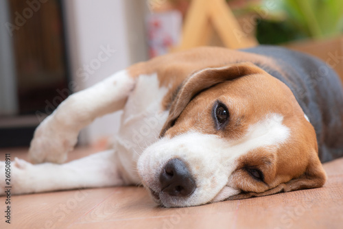 Beagle dog is sleeping And looked with a pleasant sight