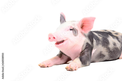 Funny little pig smiling lying isolated on white background