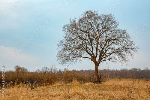 Single large tree without leaves
