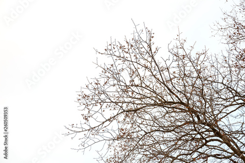 Single large tree without leaves