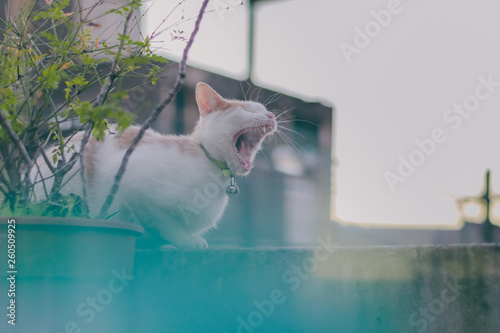 Gato photo
