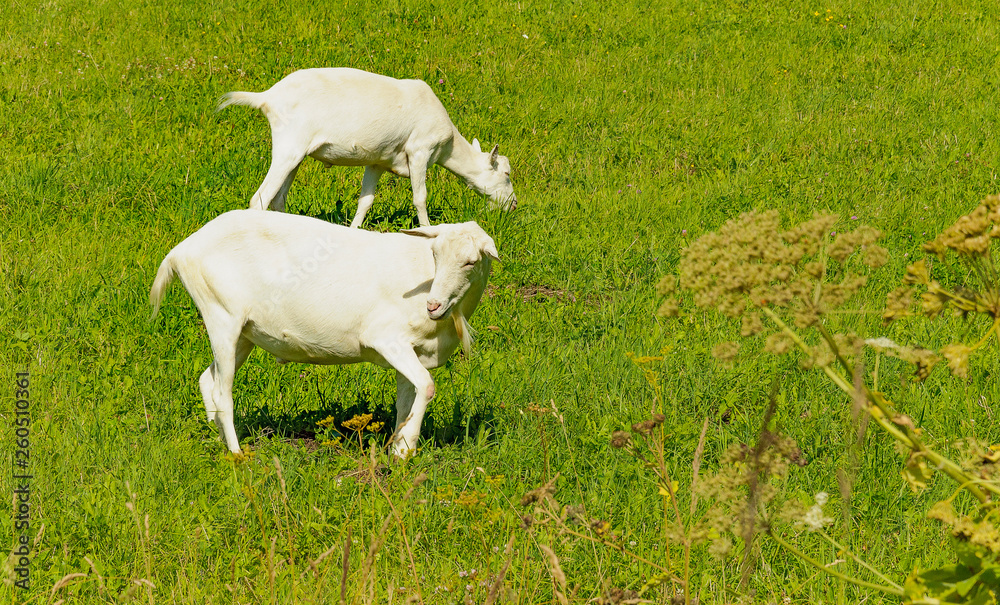 Obraz premium Summer countryside with grazing animals, cows and goats.