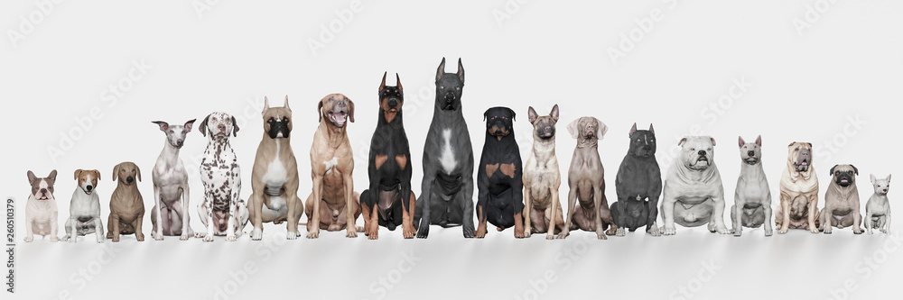 Several Dogs with different breeds  lined up white background front view 3d render - obrazy, fototapety, plakaty 