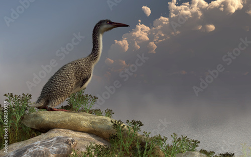 Hesperornis was an aquatic bird that lived at the time of the dinosaurs.  Unlike modern birds, it had teeth in addition to a beak.  Its name means 