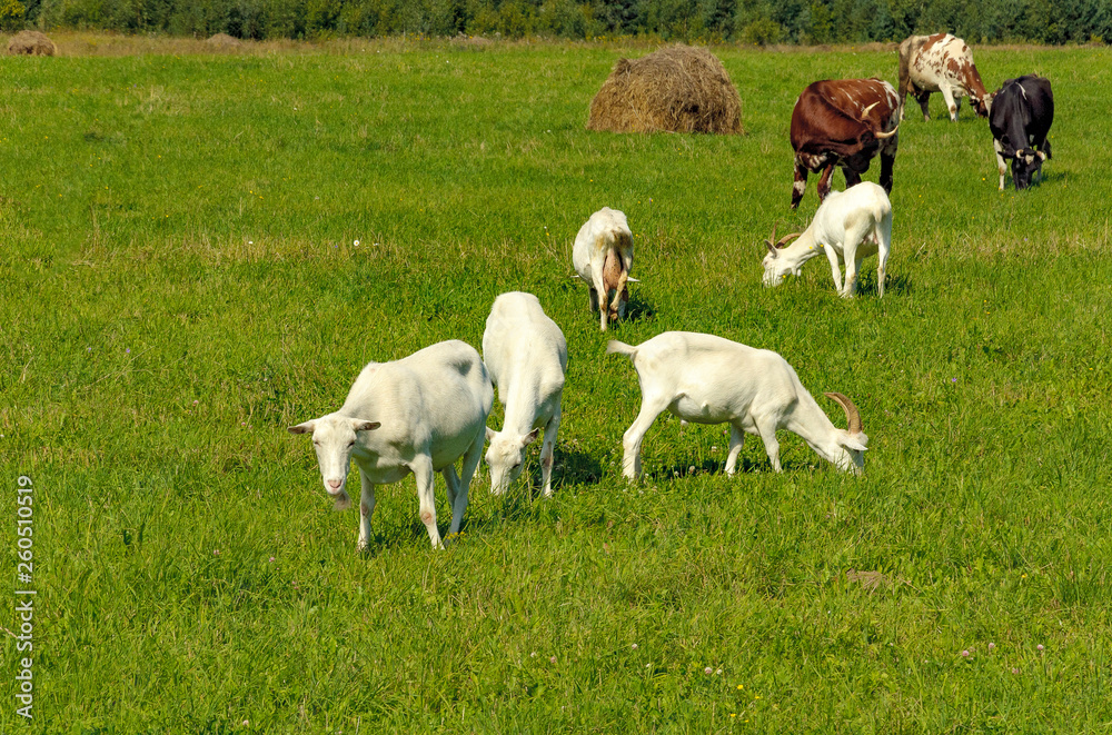 Obraz premium Summer countryside with grazing animals, cows and goats.