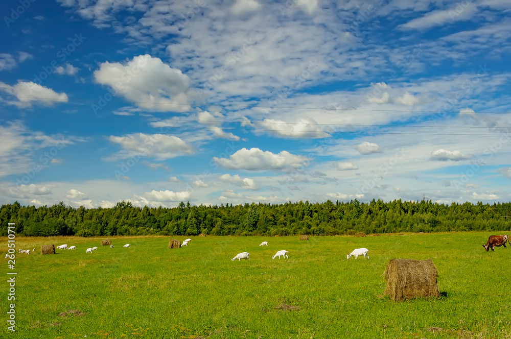 Fototapeta premium Summer countryside with grazing animals, cows and goats.