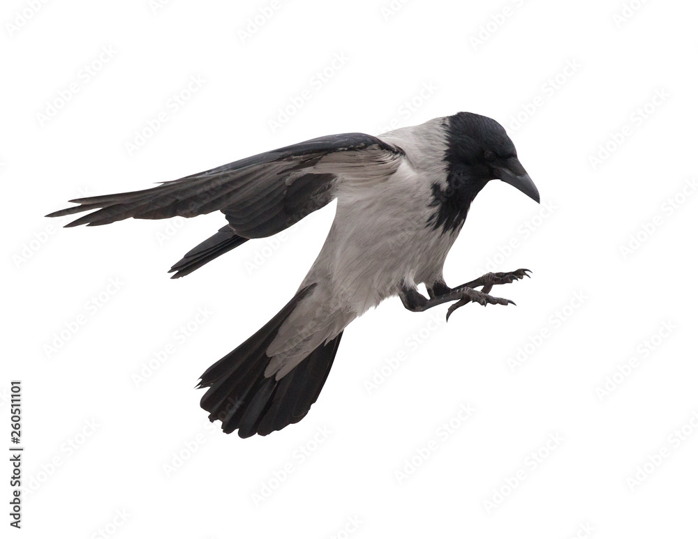 Fototapeta premium one grey crow in flight isolated on white