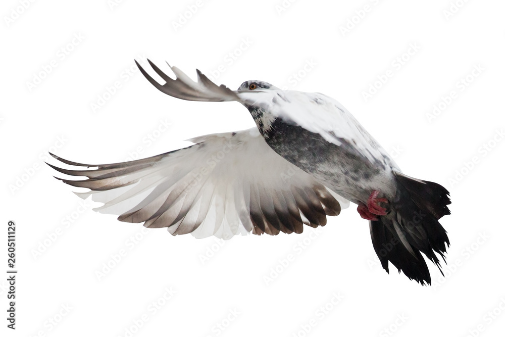 Obraz premium isolated motley pigeon in flight