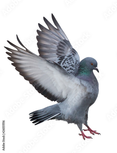 isolated on white dark gray pigeon in flight © Alexander Potapov