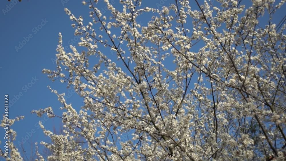 White flowering trees in the spring in the Park against the blue sky White flowering trees in the spring in the Park against the blue sky