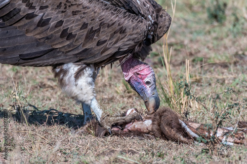 big white lappet faced vulture with big claws feeding on dead animal, Maasai Mara photo