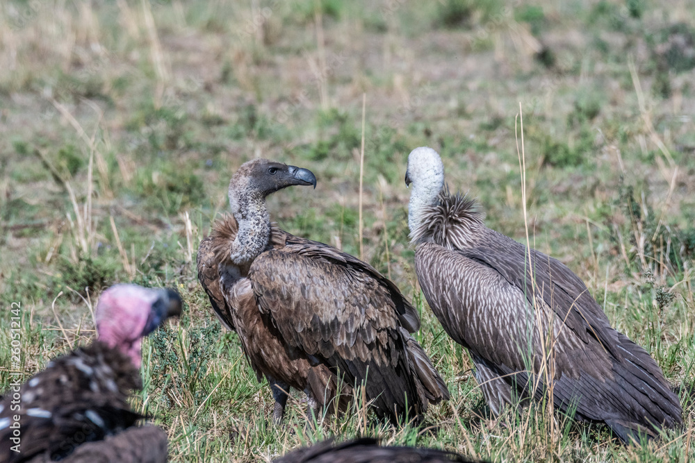 Portrait of African white-backed vulture, Maasai Mara Portrait of African white-backed vulture, Maasai Mara