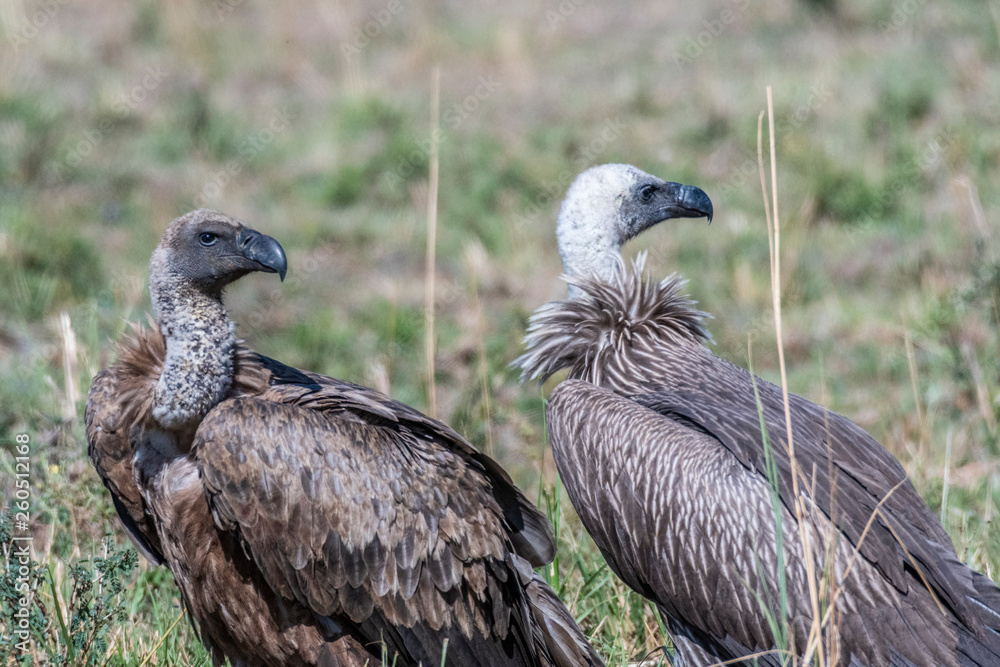 Portrait of African white-backed vulture, Maasai Mara Portrait of African white-backed vulture, Maasai Mara