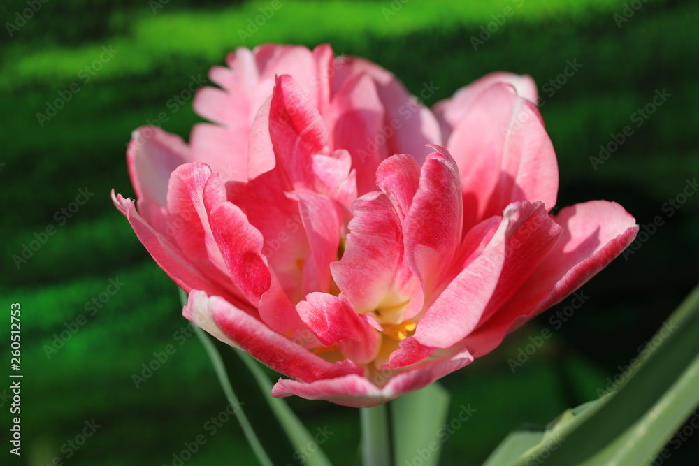 Wunderschöne pinke Tulpe Wunderschöne pinke Tulpe