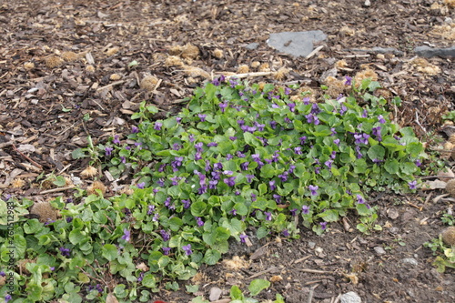 Veilchen, Violets, blühen im Frühjahr am Wegesrand, Mannheim 19