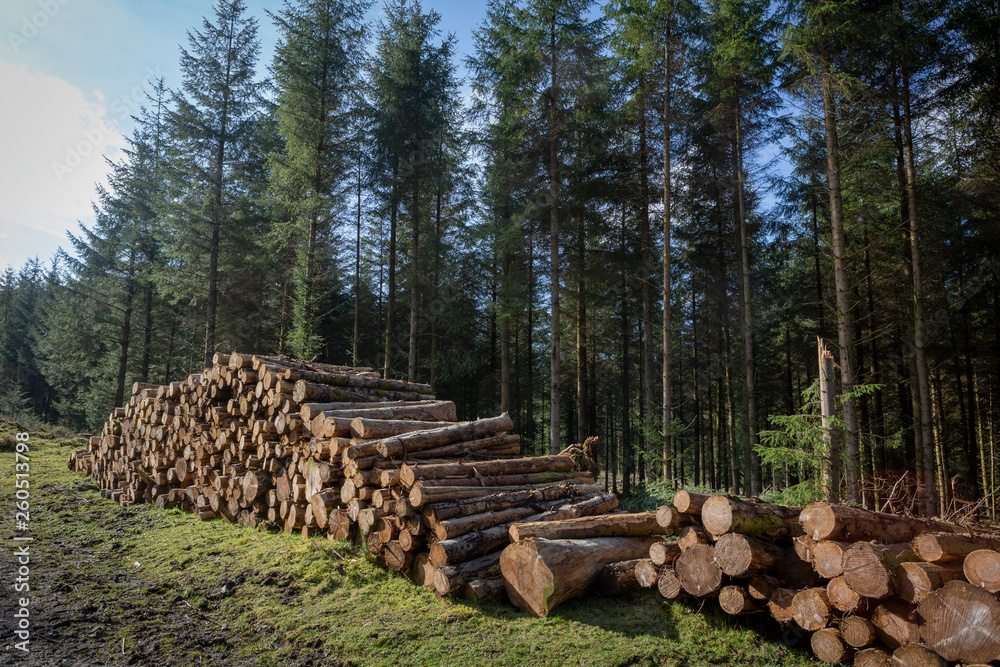 Believer Forest Logs - Dartmoor