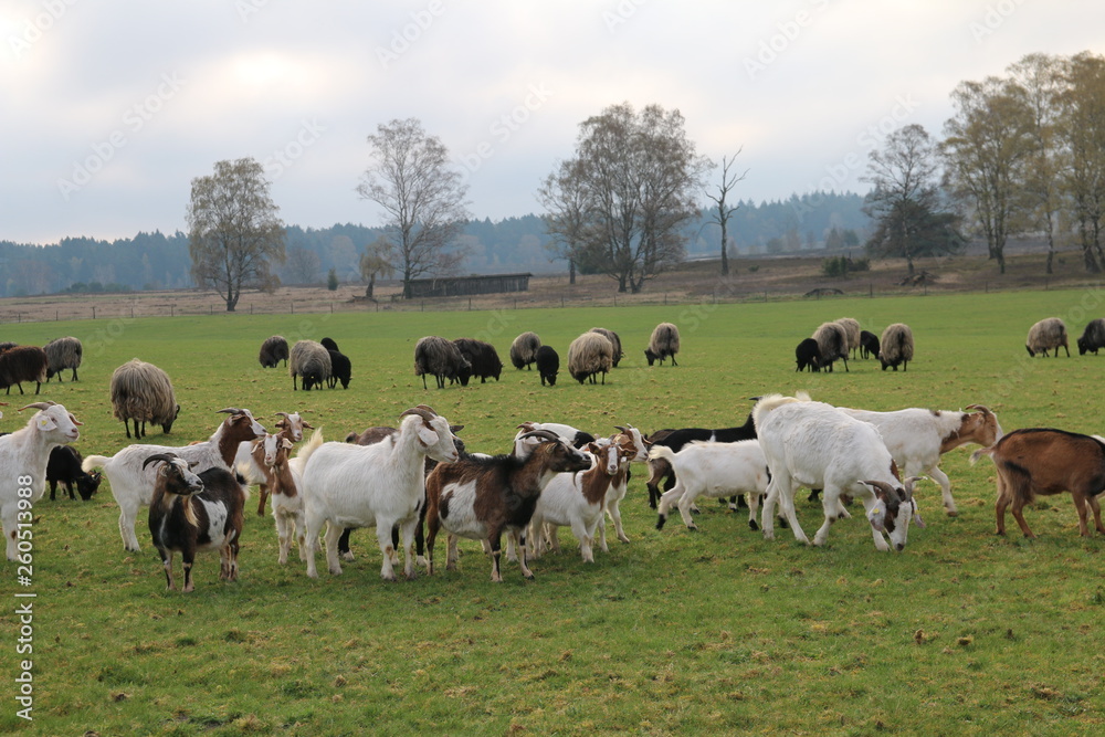 Neugierige Ziegen und Heidschnucken Neugierige Ziegen und Heidschnucken