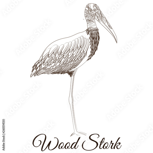 Wood stork cartoon bird coloring