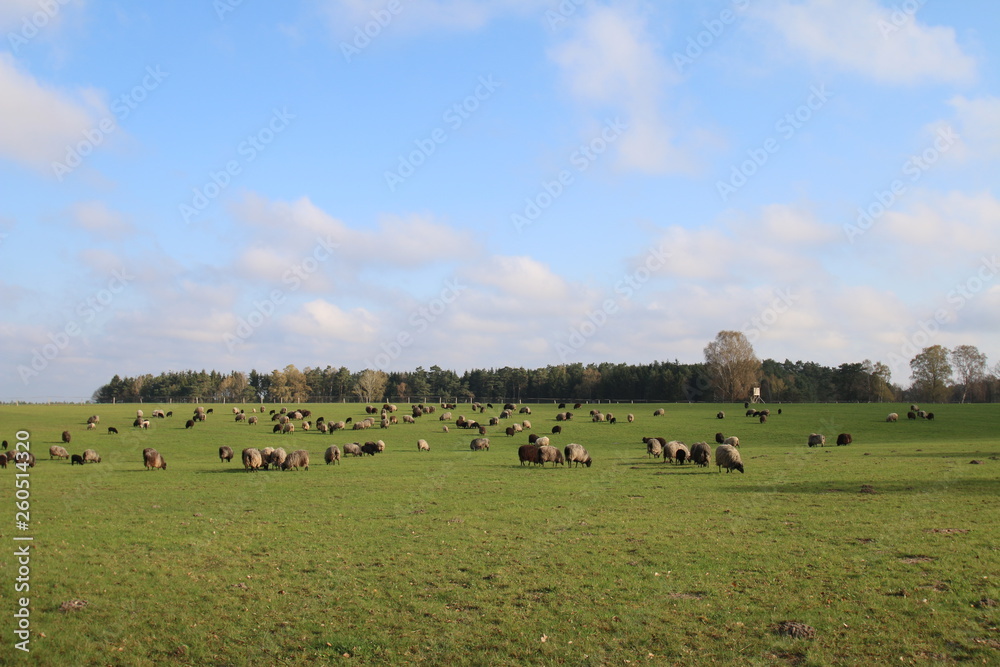 Fototapeta premium Große Heidschnuckenherde in der Lüneburger Heide