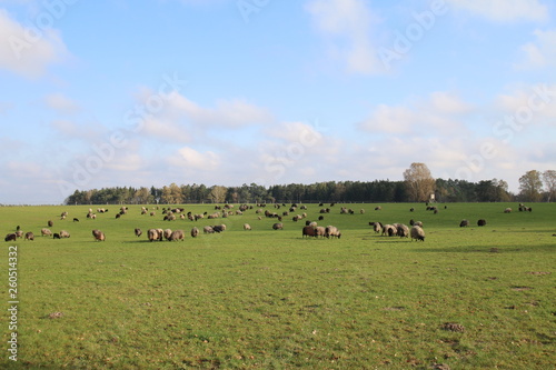 Große Heidschnuckenherde in der Lüneburger Heide © S. Lorenzen-Mueller