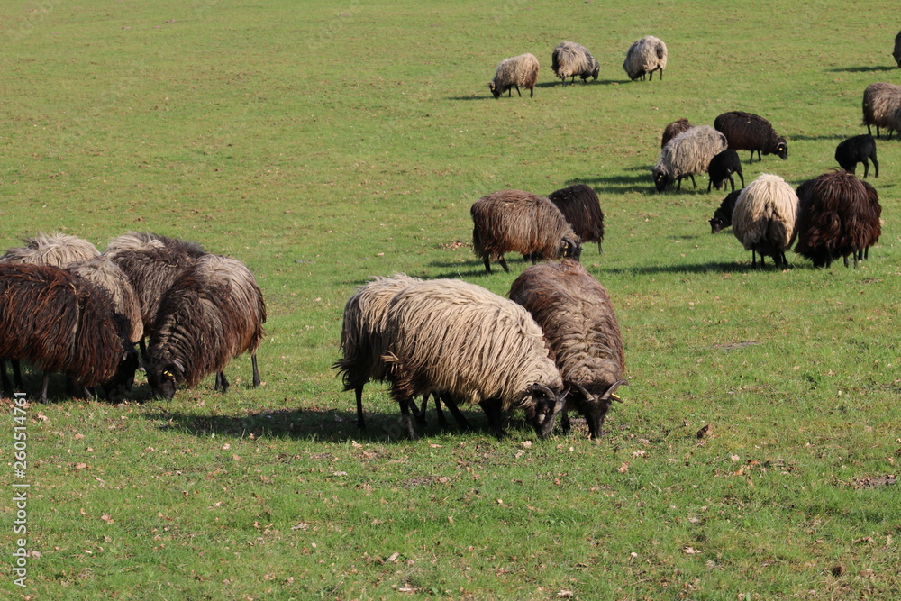 Große Heidschnuckenherde in der Lüneburger Heide Große Heidschnuckenherde in der Lüneburger Heide